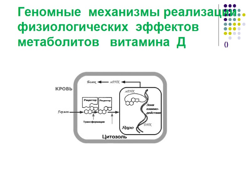 Геномные  механизмы реализации физиологических  эффектов метаболитов   витамина  Д 